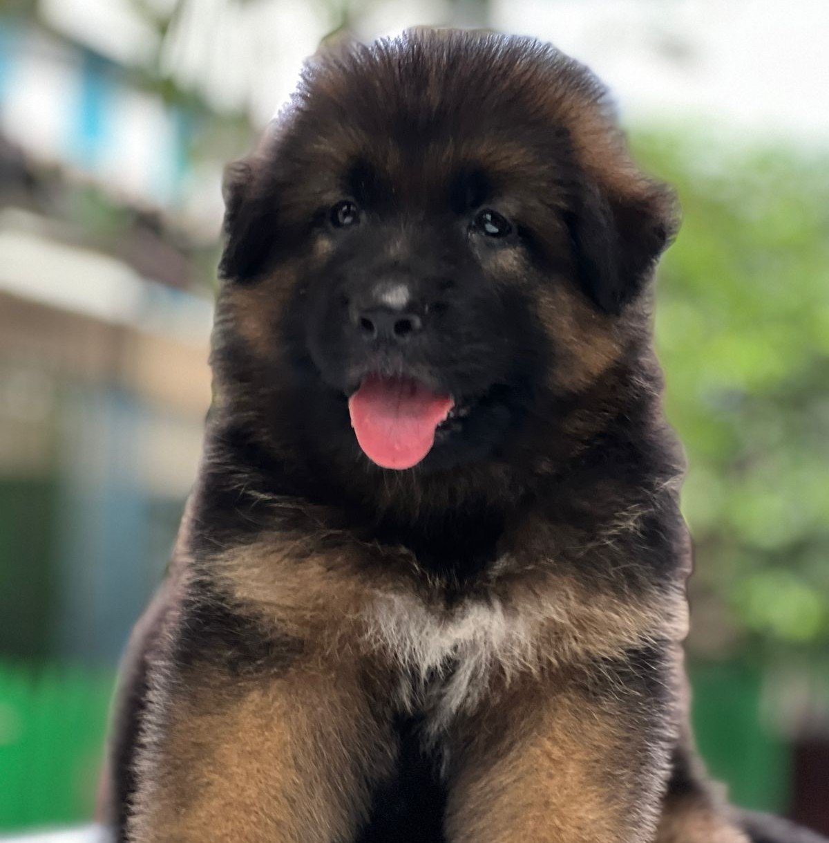 Buy Vaccinated  German shepherd Puppy from Ahmedabad